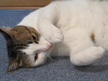 寝転ぶ猫 寝転ぶ猫の写真