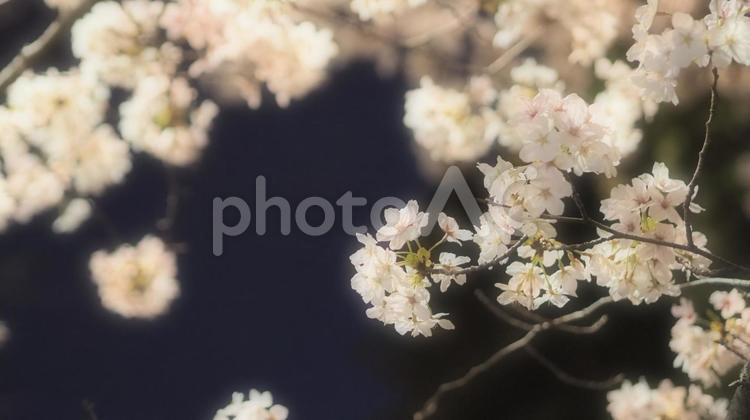 夜桜！今年も咲いた！（飲める！） 夜桜,桜,3月の写真素材