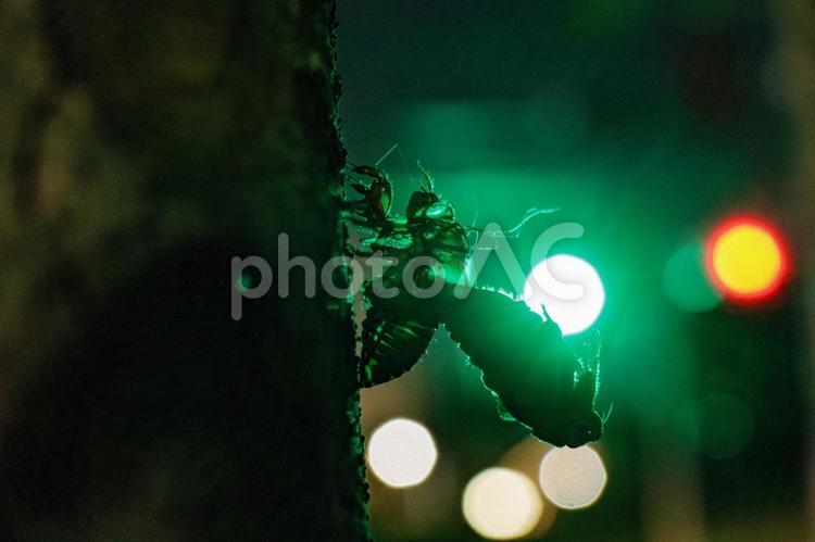 夜中に羽化している蝉のシルエット 夜中,シルエット,光の写真素材