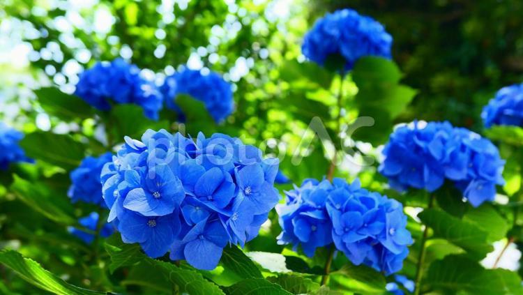 紫陽花　アジサイ　あじさい　青系 あじさい,アジサイ,自然の写真素材