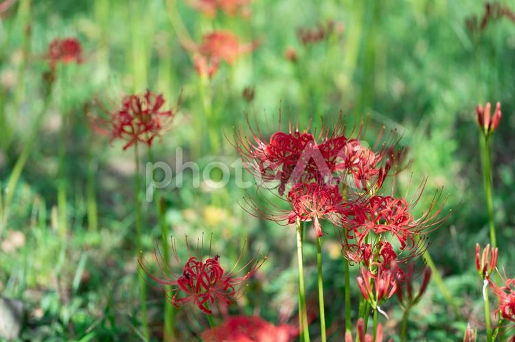 曼殊沙華（彼岸花） 曼殊沙華,彼岸花,花の写真素材