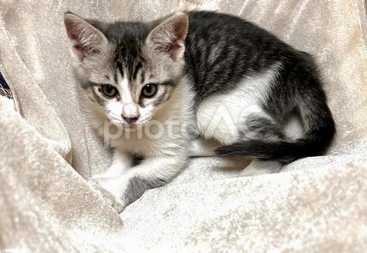 子猫１ 動物,ねこ,ネコの写真素材