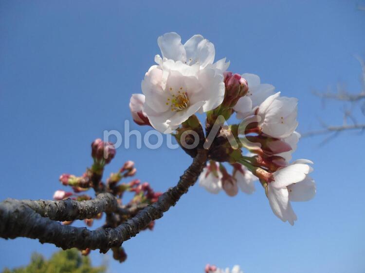 桜　さくら　サクラ さくら,しょくぶつ,サクラの写真素材