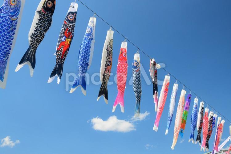 鯉のぼりと青空 鯉のぼり,青空,晴天の写真素材