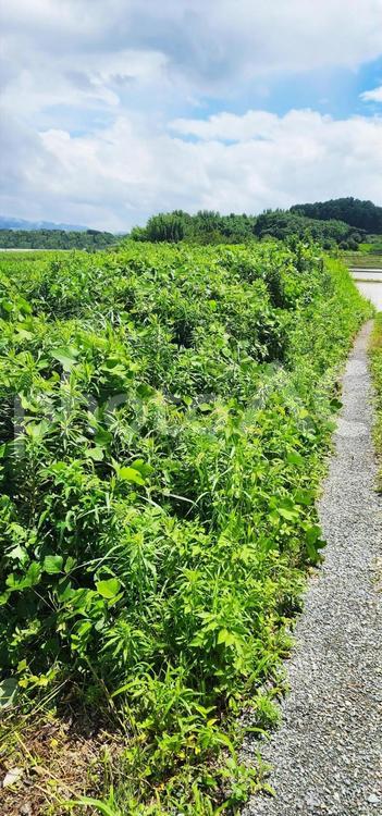 田舎の風景 畑,緑,山の写真素材
