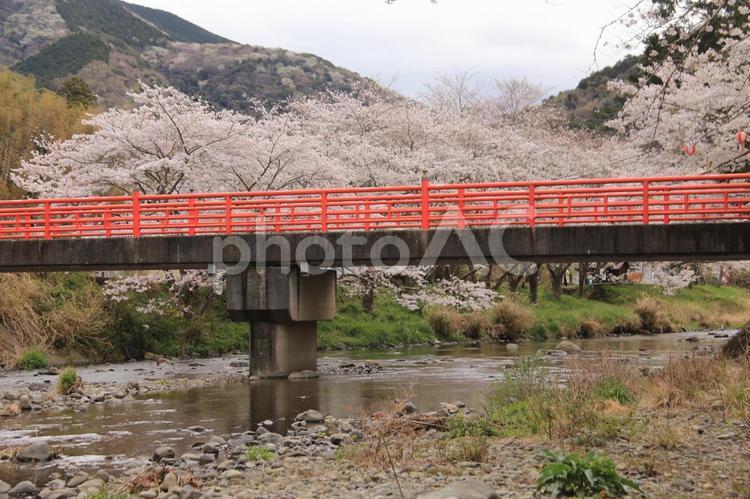 松崎町のソメイヨシノ満開 満開,ソメイヨシノ,染井吉野の写真素材