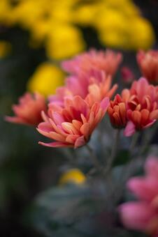 菊の花 菊,キク,ピンクの写真素材