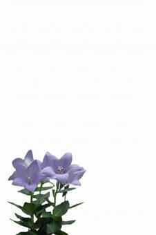 桔梗の葉書 背景白縦画面-6 桔梗の葉書 背景白縦画面-6 喪中,葉書,桔梗の写真素材