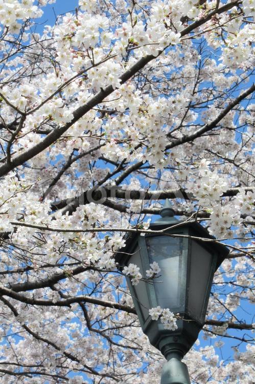レトロモダンな街灯と桜の花 桜,花,木の写真素材