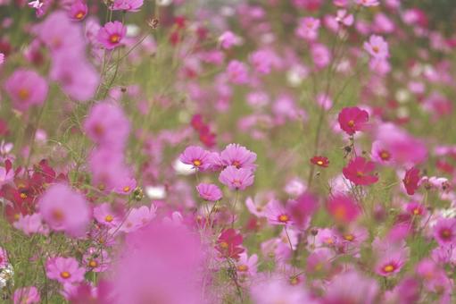 コスモスの写真