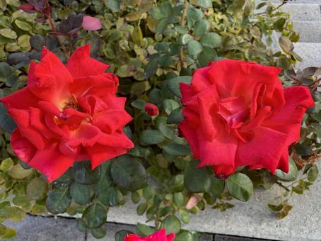 バラ　薔薇　花 バラ,薔薇,花の写真素材
