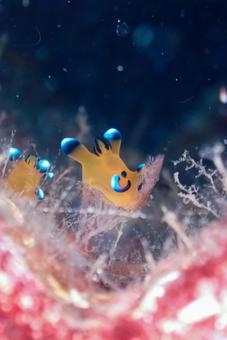 西伊豆・大瀬崎 ウデフリツノザヤウミウシ 西伊豆・大瀬崎 ウデフリツノザヤウミウシ スキューバダイビング,ウミウシ,ダイビングの写真素材