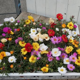 Colorful pine needle peony flowers, JPG
