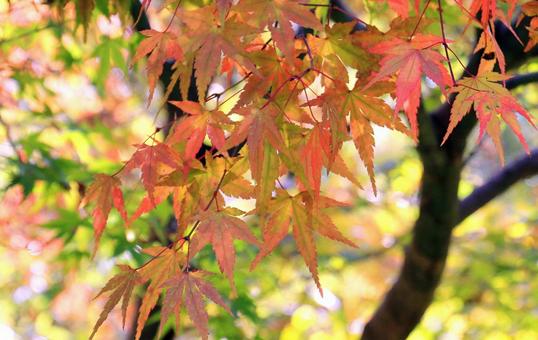 綺麗なもみじの紅葉 綺麗なもみじの紅葉の写真
