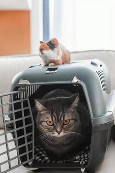 リビングのソファーのゲージにいる猫とその上にモルモット リビングのソファーのゲージにいる猫とその上にモルモットの写真