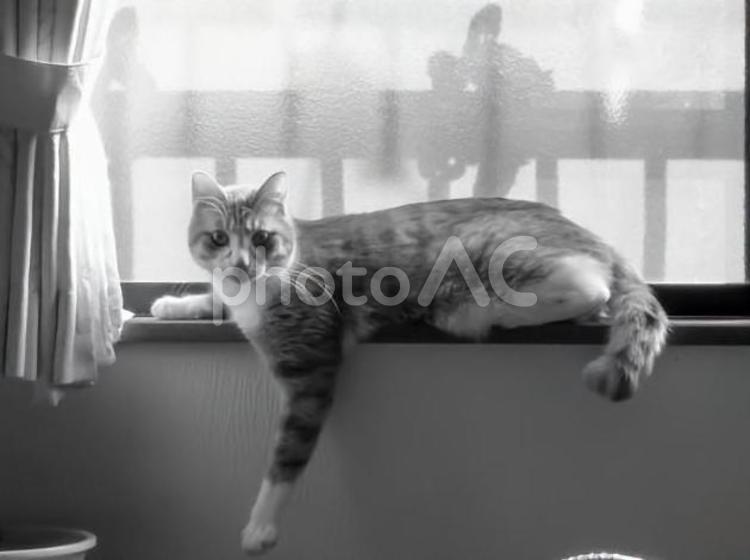 窓際の猫の白黒写真 猫,窓,寛ぐの写真素材