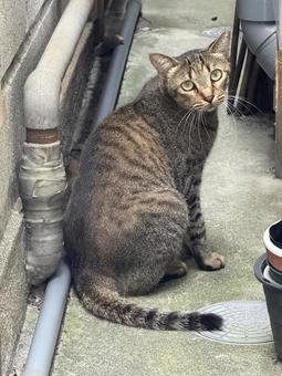 野良猫 犬走りに居たキジネコさん 野良猫 犬走りに居たキジネコさん 野良猫,地域猫,さくら猫の写真素材