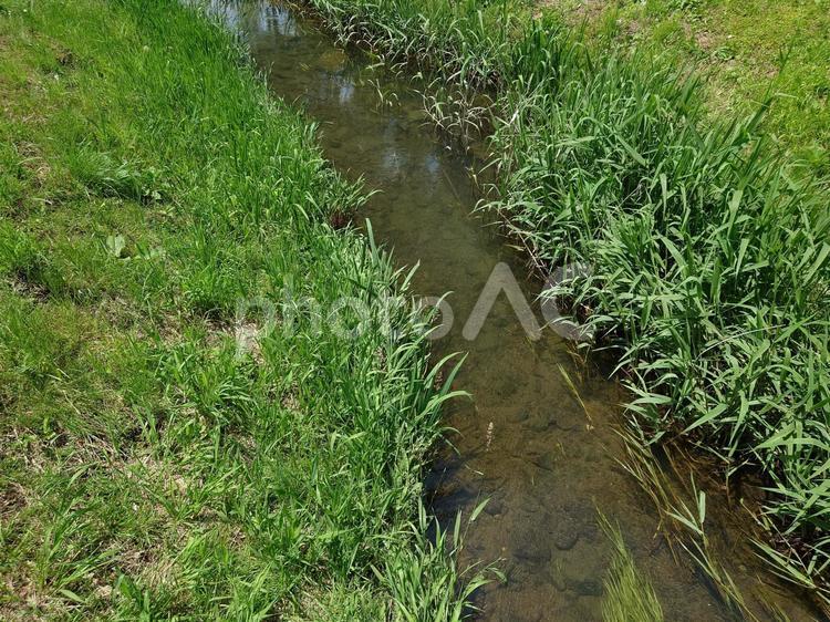 自然の中を流れる川 川,雑草,生い茂るの写真素材