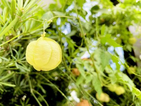 ふうせんかずら ふうせんかずら 庭,植物,ふうせんかずらの写真素材
