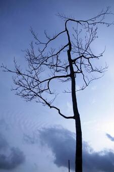 枯れ木 枯れ木の写真