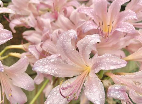 雨に濡れたナツズイセン2 雨に濡れたナツズイセン2 ナツズイセン,夏水仙,ピンク色の写真素材