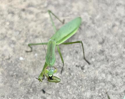 オオカマキリが虫を補食している オオカマキリが虫を補食しているの写真