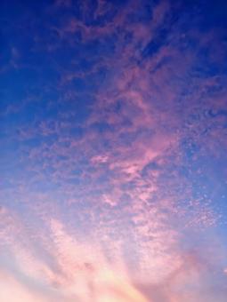 庭から見上げた空 縦 庭から見上げた空 縦の写真