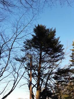 木 空 木 空の写真