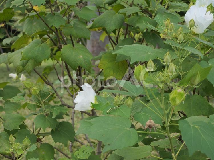 フヨウの花と蕾 芙蓉,フヨウ,花の写真素材