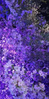 Cherry Blossom Illumination, JPG Cherry Blossom Illumination, JPG