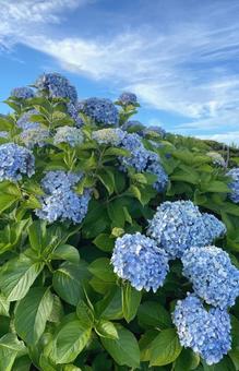 紫陽花と青空 紫陽花と青空 あじさい,花,植物の写真素材