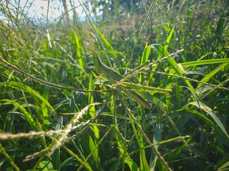 A grasshopper in the grass, JPG