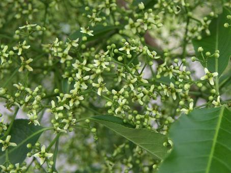 マユミ マユミの写真