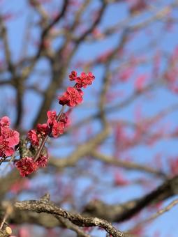 梅の花 梅の花の写真
