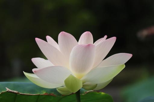 薄いピンク色の蓮の花のアップ 薄い,ピンク色,蓮の写真素材