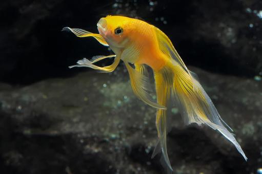 美しい金魚 美しい金魚 金魚,踊る,魚の写真素材