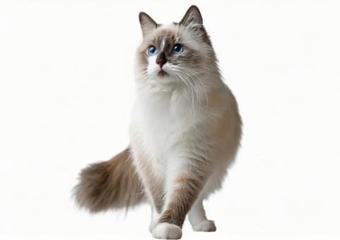 ラグドール猫 ラグドール猫の写真