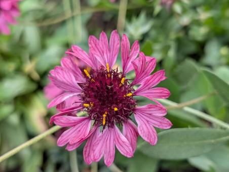 ガイラルディアの花 5 ガイラルディアの花 5 ガイラルディア,グレープセンセーション,花の写真素材