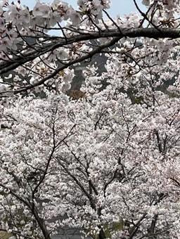 桜 桜,さくら,桜の花の写真素材