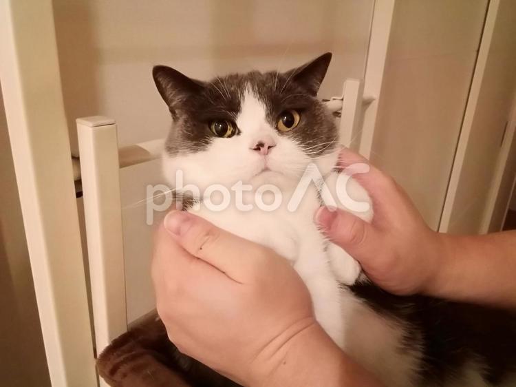 ぬいぐるみみたいにかわいい猫 猫,ブリティッシュショートヘア,生き物の写真素材