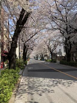 Cherry blossom trees, JPG Cherry blossom trees, JPG