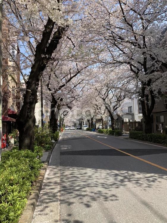 桜並木 春,さくら,桜の写真素材