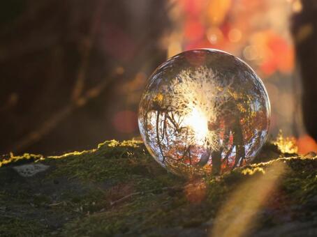 エコイメージ-秋の夕暮れとガラスの木 エコ,木,紅葉の写真素材