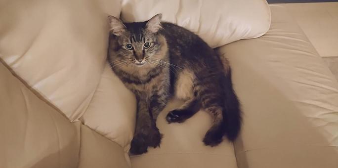 ねこ ねこ ひんやり,涼しい,猫の写真素材