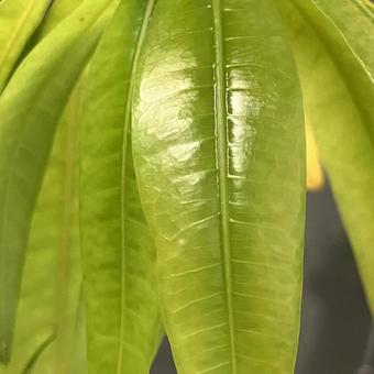 パキラの若葉2の写真