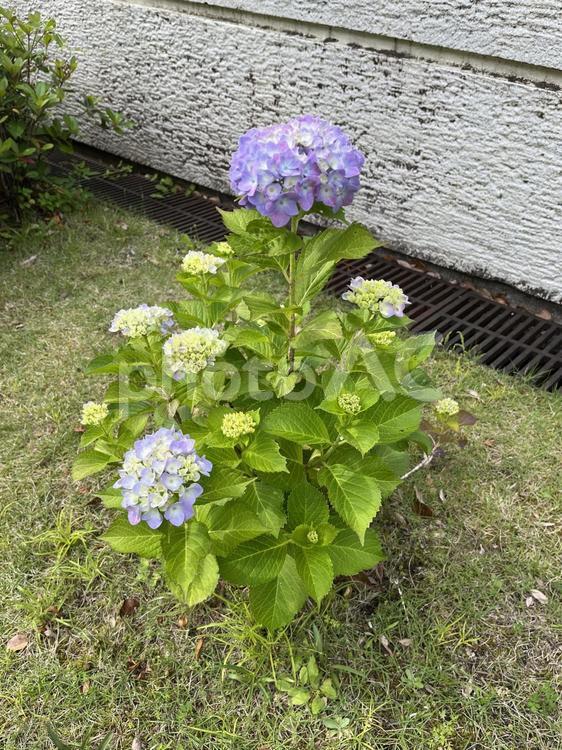凛として梅雨 紫陽花,アジサイ,花の写真素材