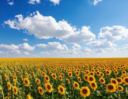 夏 ひまわり 花畑 自然 青空 美しい 夏 ひまわり 花畑 自然 青空 美しいの写真