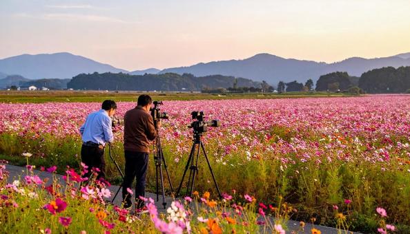 コスモス畑を撮影するテレビ局のスタッフ コスモス畑を撮影するテレビ局のスタッフの写真