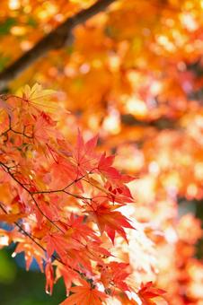 秋の紅葉と美しいボケ背景 秋の紅葉と美しいボケ背景の写真