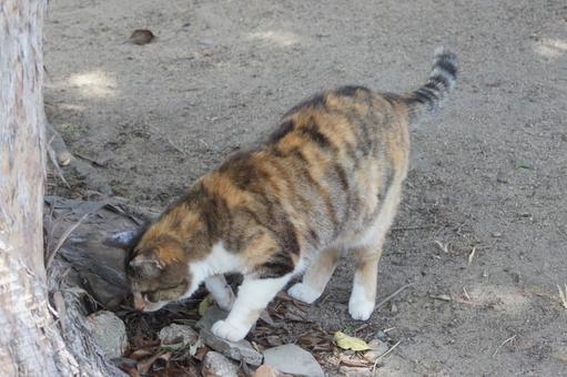 ねこ ねこの写真